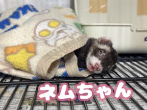 ネムちゃん🌟