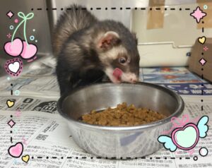 ネムちゃん🌼