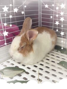 しろくん🐰