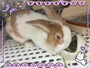 しろくん🐰