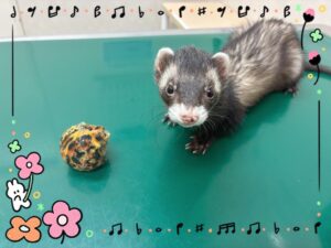 ネムちゃん✨
