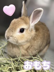 おもちちゃん🐰