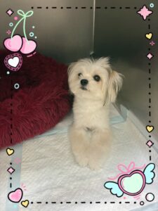 あんこちゃん、こまめちゃん🐶