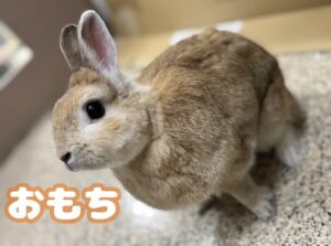 おもちちゃん♡