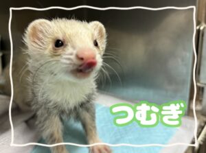つむぎちゃん🍀