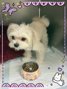 あんこちゃん・こまめちゃん🐶
