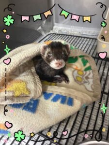 ネムちゃん✨