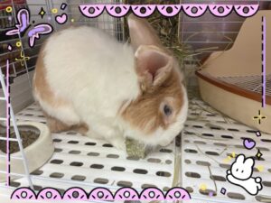 しろくん🐰