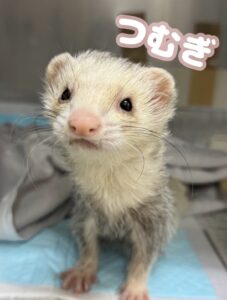 つむぎちゃん🌟