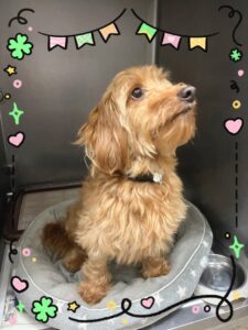 ロイくん🐶