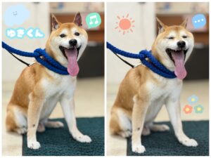 ゆきくん🐶