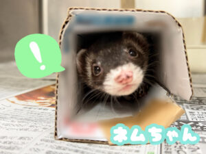 ネムちゃん