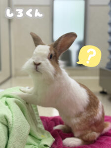 しろくん🐰