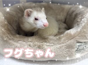 フグちゃん🍀
