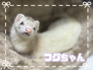 フグちゃん⭐️