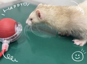 フグちゃん🍎