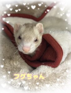 フグちゃん🎵