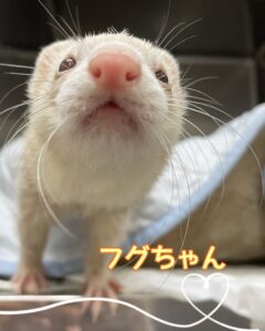 フグちゃん💗