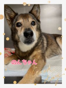 のんちゃん💓